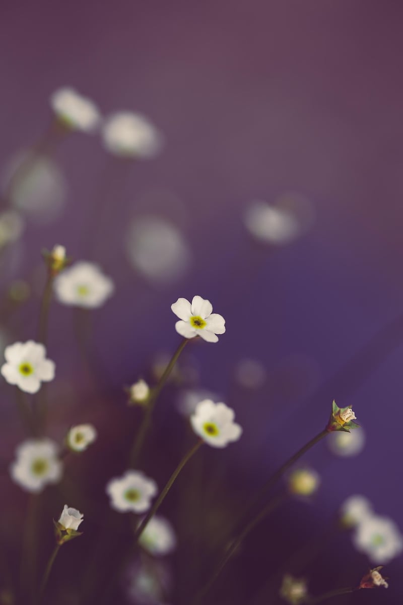 Mystical Garden Bliss